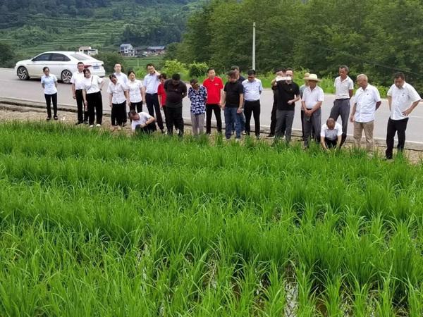 貴州銀行岑鞏支行：黨建鏈引領產業鏈 稻花香里說豐年