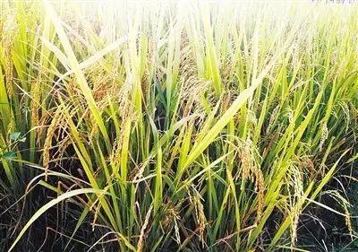 幸福村居黨建宣傳片——《黨建新歌放光芒，上洲風(fēng)采迎四方》