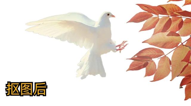 推薦4個比PS還好用的自動摳圖神器，1秒快速摳圖，懶人必備（自動摳圖軟件哪個好）