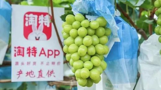 真誠永遠是必殺技！雙11期間，淘特重回App Store應用榜第一