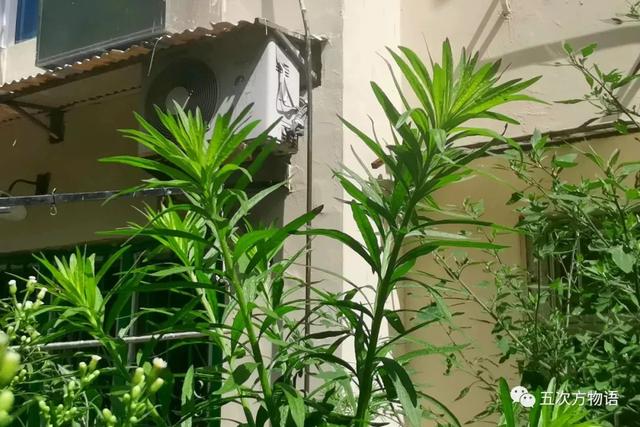 植物圖鑒 - 青島常見野生菊科植物46種（青島的菊花）