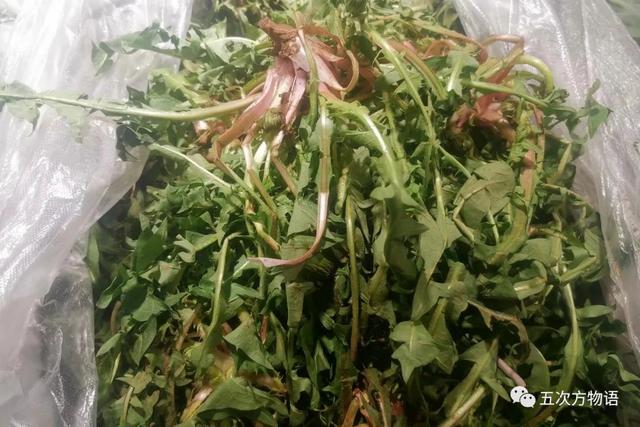 植物圖鑒 - 青島常見野生菊科植物46種（青島的菊花）