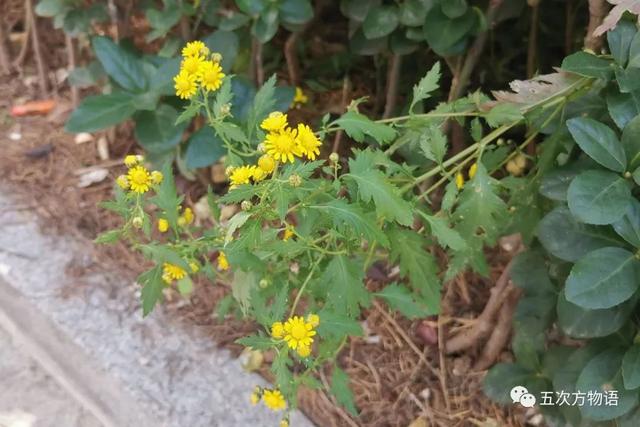 植物圖鑒 - 青島常見野生菊科植物46種（青島的菊花）