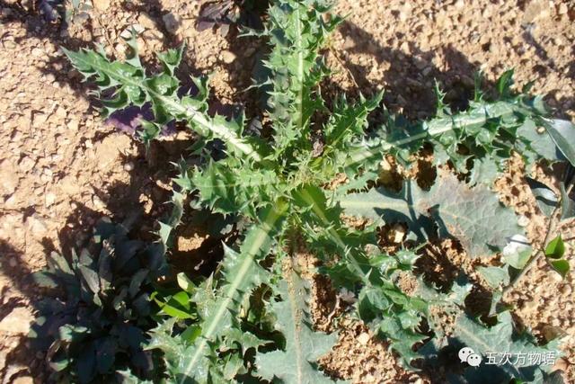 植物圖鑒 - 青島常見野生菊科植物46種（青島的菊花）