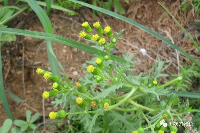 植物圖鑒 - 青島常見野生菊科植物46種（青島的菊花）
