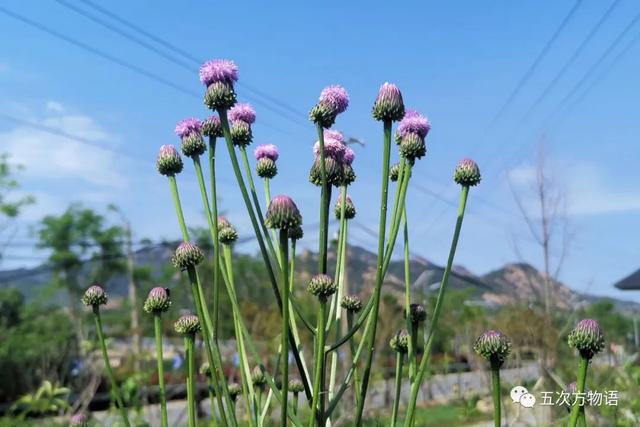 植物圖鑒 - 青島常見野生菊科植物46種（青島的菊花）