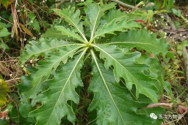 植物圖鑒 - 青島常見野生菊科植物46種（青島的菊花）