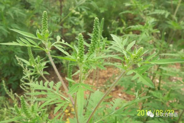 植物圖鑒 - 青島常見野生菊科植物46種（青島的菊花）