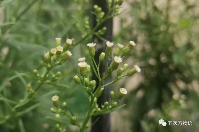 植物圖鑒 - 青島常見野生菊科植物46種（青島的菊花）