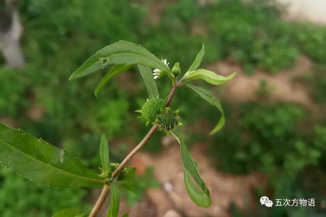 植物圖鑒 - 青島常見野生菊科植物46種（青島的菊花）
