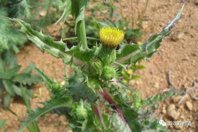 植物圖鑒 - 青島常見野生菊科植物46種（青島的菊花）