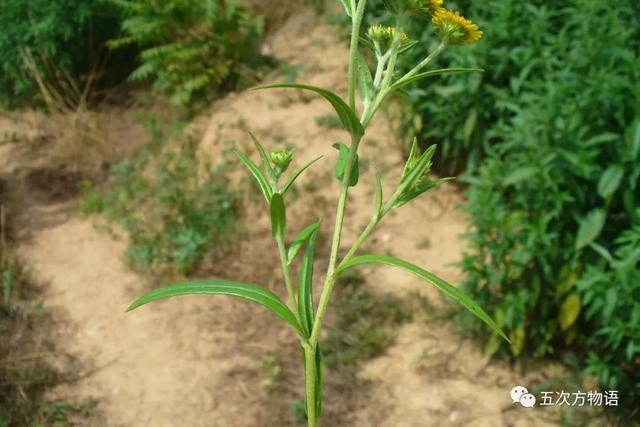 植物圖鑒 - 青島常見野生菊科植物46種（青島的菊花）