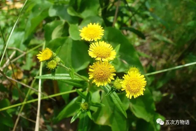植物圖鑒 - 青島常見野生菊科植物46種（青島的菊花）