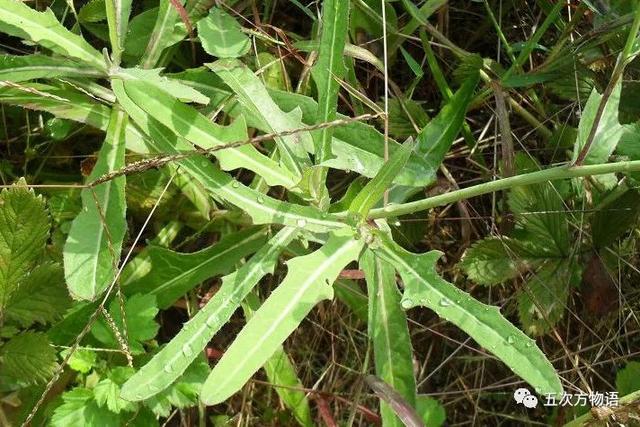 植物圖鑒 - 青島常見野生菊科植物46種（青島的菊花）