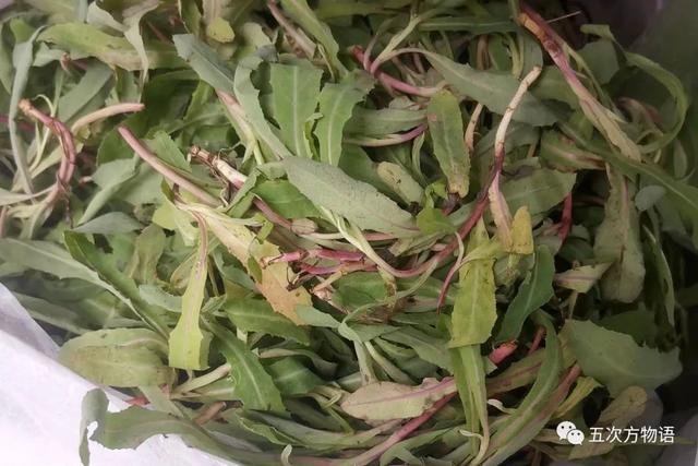 植物圖鑒 - 青島常見野生菊科植物46種（青島的菊花）