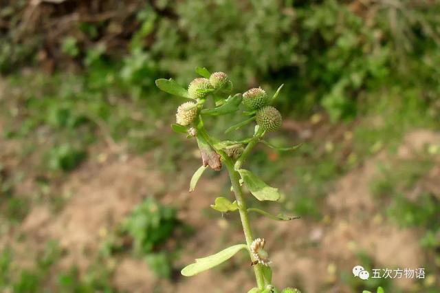 植物圖鑒 - 青島常見野生菊科植物46種（青島的菊花）