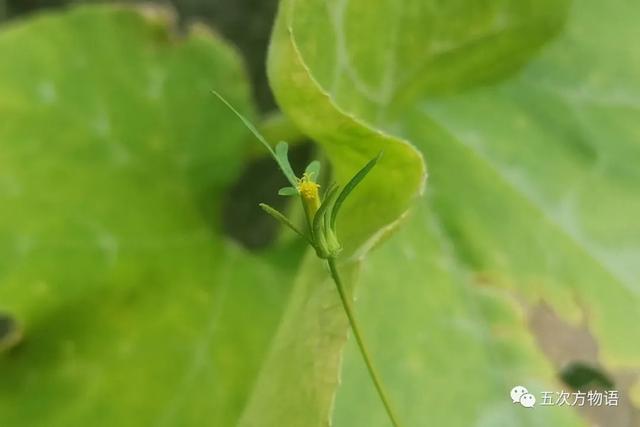 植物圖鑒 - 青島常見野生菊科植物46種（青島的菊花）