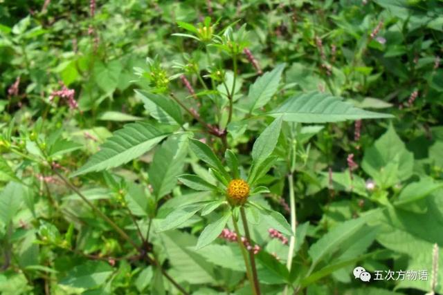 植物圖鑒 - 青島常見野生菊科植物46種（青島的菊花）