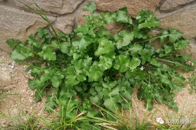 植物圖鑒 - 青島常見野生菊科植物46種（青島的菊花）