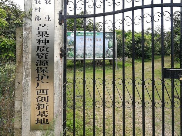 芒果種質(zhì)資源保護(hù)廣西創(chuàng)新基地