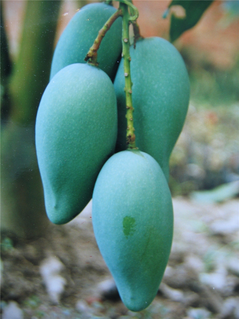 桂熱芒82號.jpg