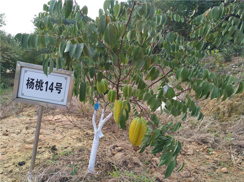 楊桃優異種質2 20170214.jpg