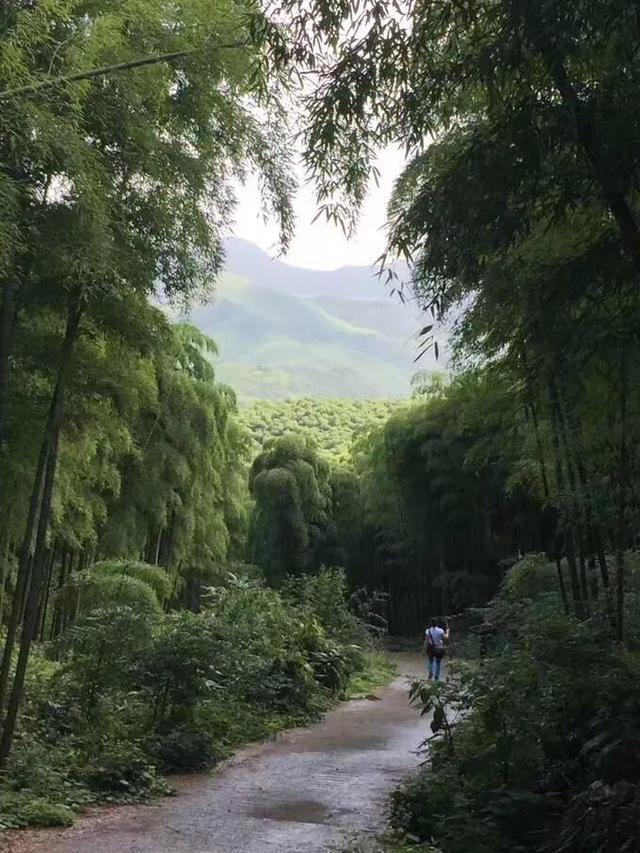 莫干山紅色抗日根據地黨建活動（莫干山有哪些紅色抗日根據地）