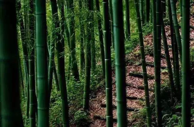 莫干山紅色抗日根據地黨建活動（莫干山有哪些紅色抗日根據地）