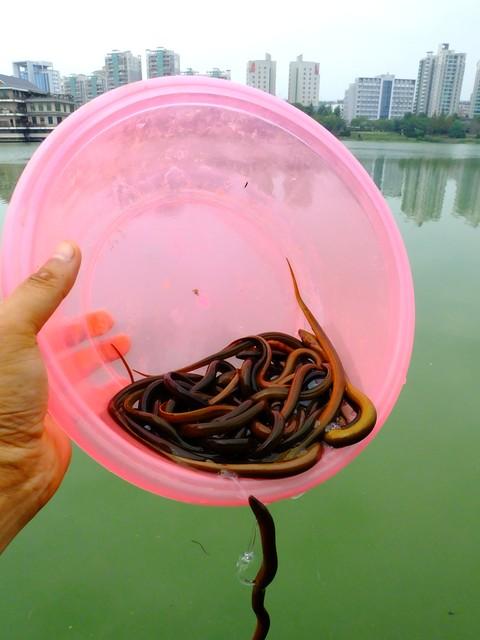 不要任何誘餌一個套子，就可以抓住黃鱔，把黃鱔引出洞輕松抓獲