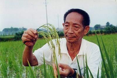袁隆平背后這些事，值得我們每個人學習！受益終身（袁隆平背后的努力）