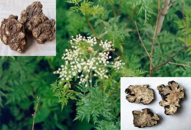 大贊！首個四川主導研制的中醫藥ISO國際標準《中醫藥-川芎》正式發布