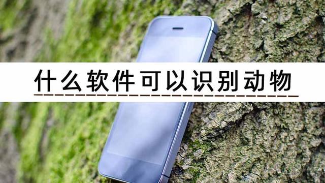 動物識別軟件有哪些-這幾款了解一下（動物識別軟件有哪些-這幾款了解一下）