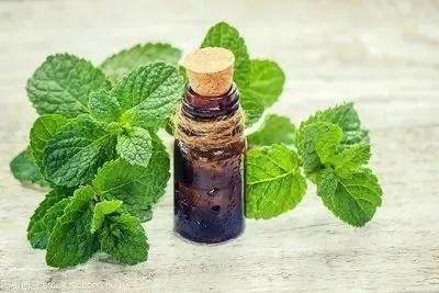“中草藥科學探究---薄荷純露”科普研學活動名單出爐啦（薄荷純露的功效）