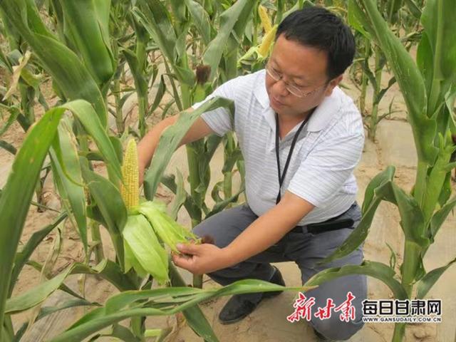 甘肅省農(nóng)科院參與項(xiàng)目榮獲2020年度國家科學(xué)技術(shù)進(jìn)步獎(jiǎng)（甘肅省農(nóng)業(yè)科研杰出人才）