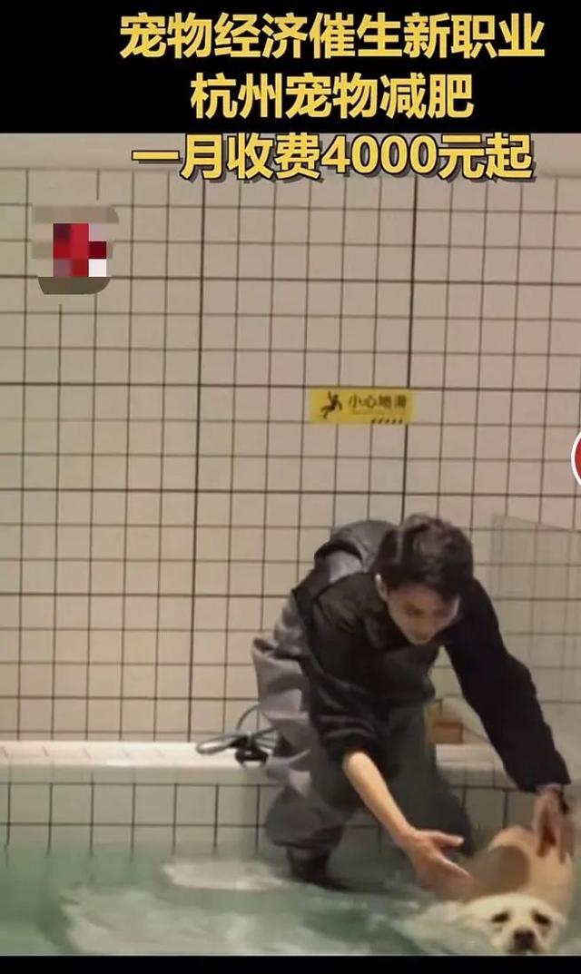 每月4000元“一對一”給寵物減肥，值嗎？（一對一寵物美容學校）