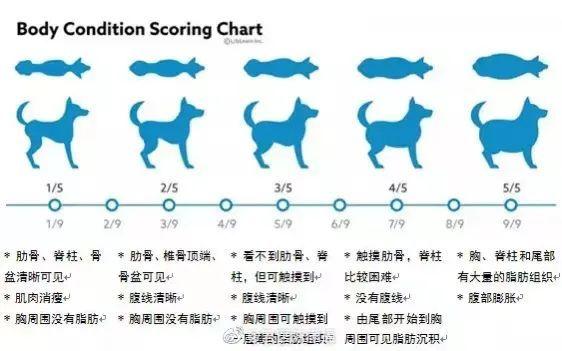 每月4000元“一對一”給寵物減肥，值嗎？（一對一寵物美容學校）