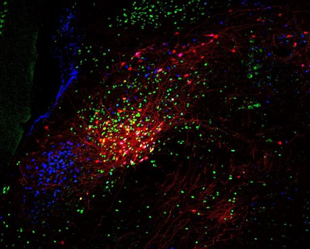 探究生命，守護健康更有效——2023年世界科技發展回顧·生物醫學篇