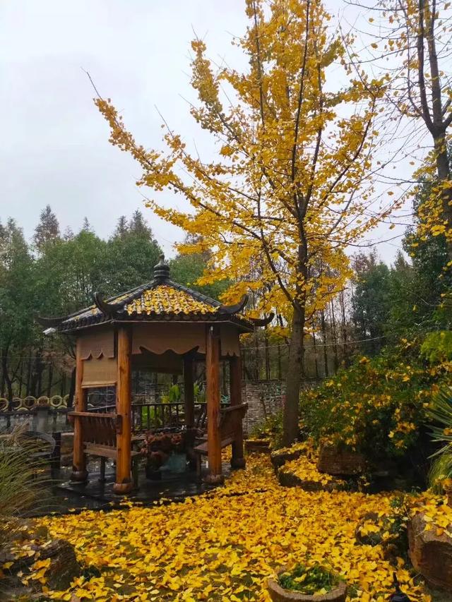 嘉興七星鎮(zhèn)七星花園景觀魚池順利開工！（嘉興七星鎮(zhèn)七星花園景觀魚池順利開工了嗎）