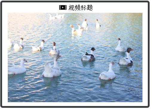 微軟推出個人版Copilot Pro訂閱服務，每月20美元，可以使用Office AI功能（微軟個人版多少錢）