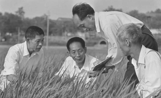 百年瞬間丨袁隆平榮獲新中國第一個特等發明獎（1981年6月6日袁隆平榮獲我國第一個特等發明獎）