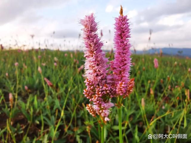 米格陽光冬蟲源液原材料珠芽蓼獲中國中醫科學院醫學實驗中心報告