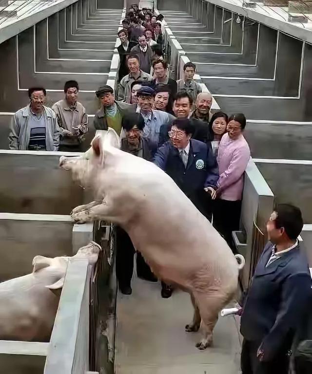 科研項目引發公眾質疑：華中農大“大科學實驗”背后的疑云（華中農大重點實驗室）