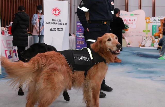 “名創優品小動物保護公益基金”項目成立，捐贈1000萬助力美好生活