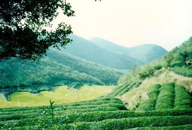 寺院除了住持方丈，還有哪些職務？千萬別叫錯了（寺廟住持什么級別）
